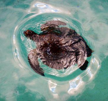 Turtle Moorea, French Polynesia © Etienne Pierart